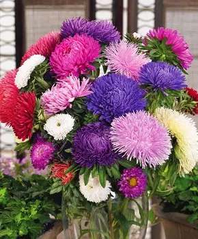 Астра Гремлин Яркое покрывало