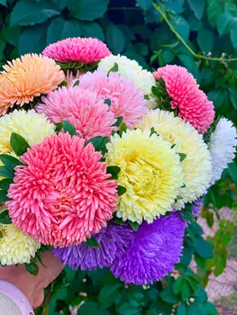 Астра Хризантелла Яркий набор