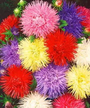 Астра Игольчатая Уникум Яркий набор