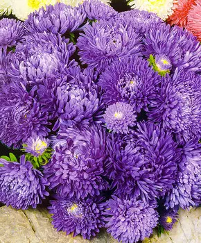 Астра Миледи Сиреневая