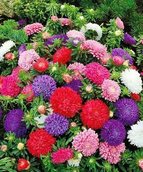 Астра Миледи Яркий набор