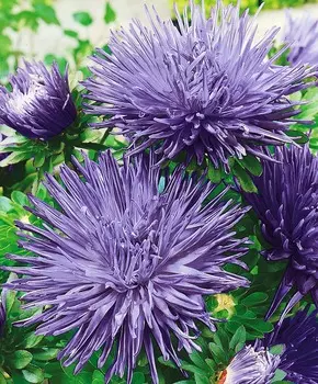 Астра Новинка Голубая