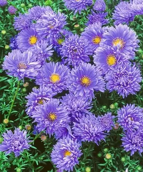 Астра новобельгийская Мари Баллард