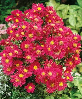 Астра новобельгийская Уинстон Черчиль