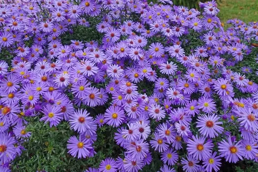 Астра Октоберфест