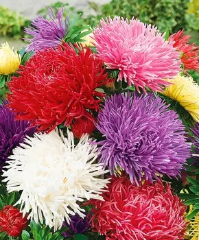 Астра Павлова Цветной набор