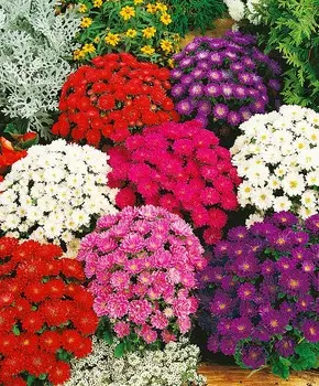 Астра Пиноккио Яркий набор