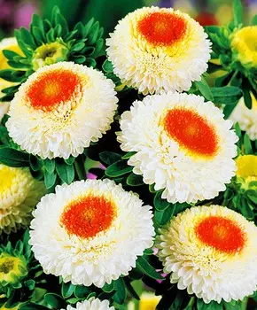 Астра Помпонная Белая с красным центром