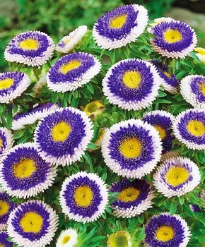 Астра Помпонная Голубая луна