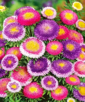 Астра Помпонная Звездопад набор