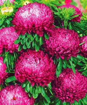 Астра Седая дама Красная