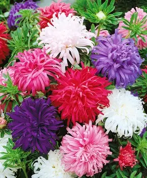 Астра Страусово перо Яркий набор