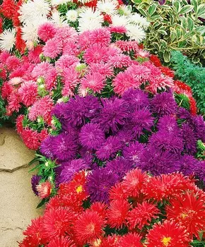 Астра Звёзды Тейзы