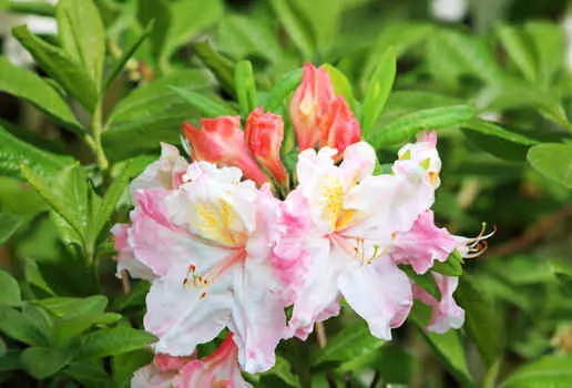 Азалия Арктик флаш