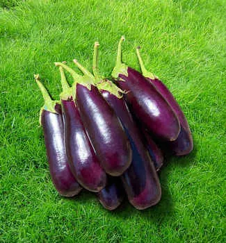 Баклажан Алексеевский