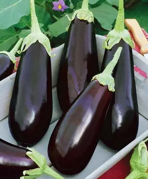 Баклажан Бенеция F1