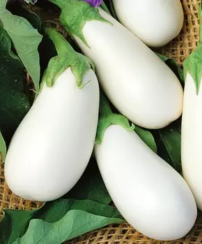 Баклажан Бибо F1