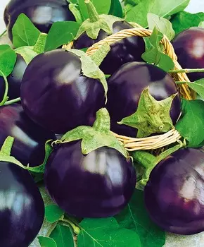 Баклажан Колобок F1