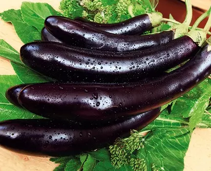 Баклажан Лорд F1