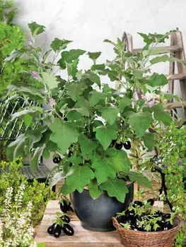 Баклажан Малыш Патио F1