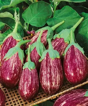 Баклажан Матросик