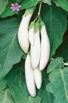 Баклажан Сосулька