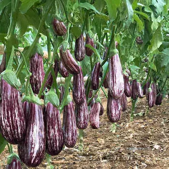 Баклажан Зебрино F1