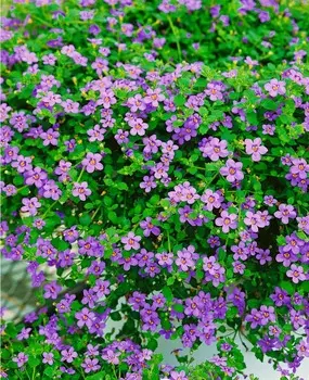 Бакопа Голубой топаз