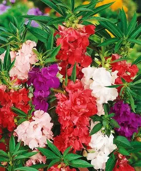 Бальзамин Камелия Яркий набор