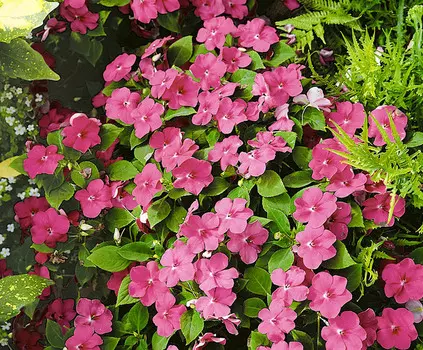 Бальзамин Леденец