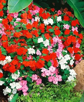 Бальзамин Парад набор