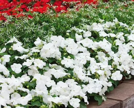 Бальзамин Супер эльфин Белый