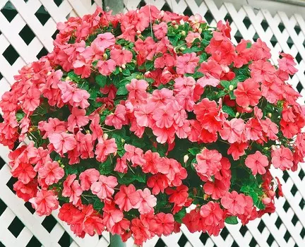 Бальзамин Супер эльфин Лососевый