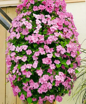 Бальзамин Супер эльфин Розовый