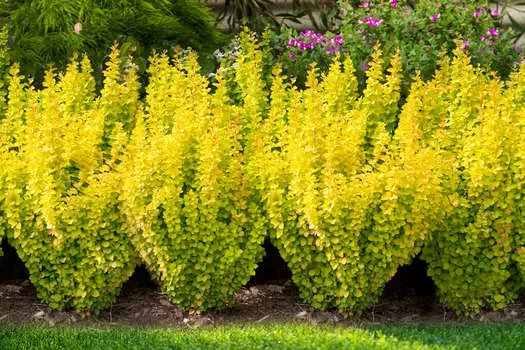 Барбарис Голден Тауэр