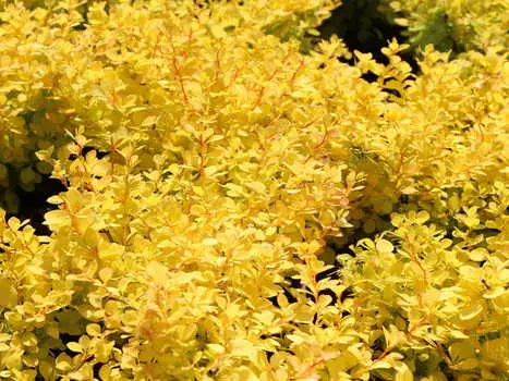 Барбарис тунберга Ауреа