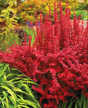 Барбарис тунберга Красная ракета