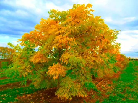 Бархат Амурский