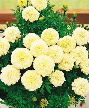 Бархатцы африканские Эскимо