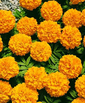 Бархатцы африканские Каландо Абрикосовые