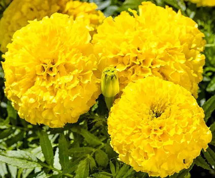 Бархатцы африканские Каландо Лимонные