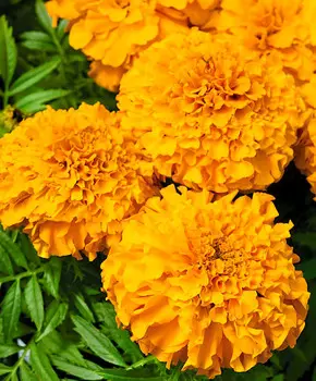 Бархатцы африканские Каландо Оранжевые