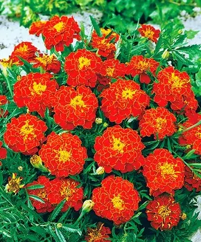 Бархатцы африканские Кармен