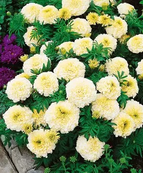 Бархатцы африканские Килиманджаро