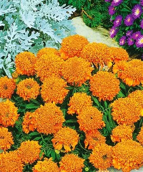 Бархатцы африканские Купидон оранжевый