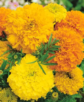 Бархатцы африканские Максимикс Яркий набор