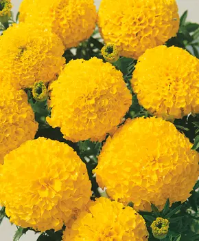 Бархатцы африканские Мери Хелен