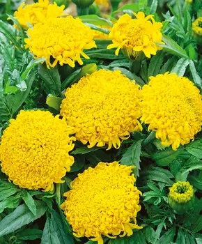 Бархатцы африканские Спан лимонный