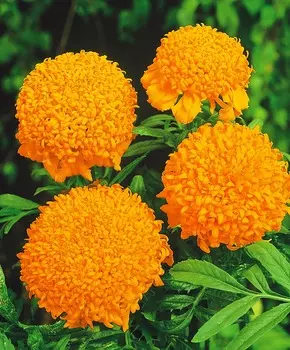 Бархатцы африканские Спан оранжевый