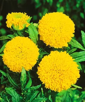 Бархатцы африканские Спан жёлтый